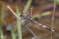 Orthetrum sabina male-4